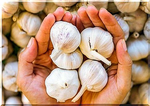 Garlic on the list of natural remedies for scalp fungal infections