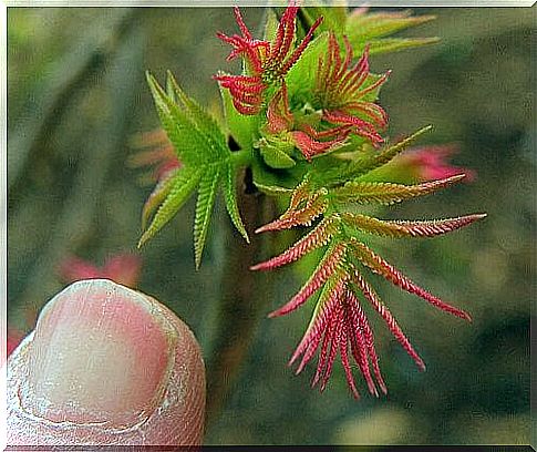 Herbal exfoliating nail solutions