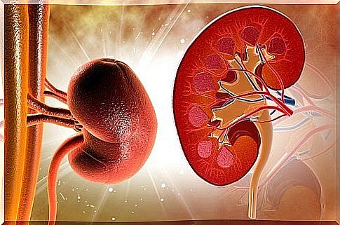 Clean the kidneys easily with natural remedies