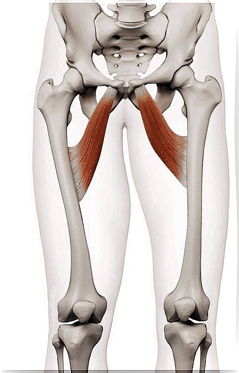 The adductor muscles of the human body