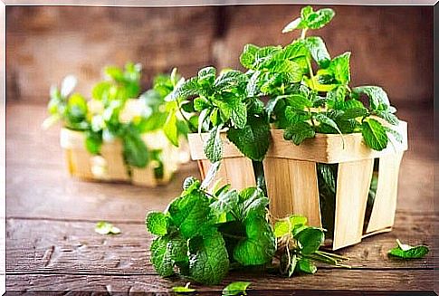 How to treat halena with mint