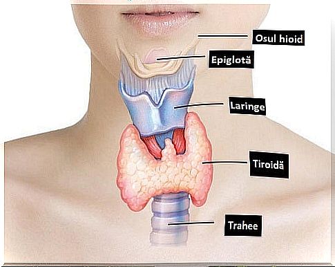 How to treat thyroid with natural remedies