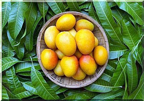 Mango for constipation: benefits and mode of consumption