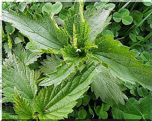 nettle included in natural treatments for sciatica