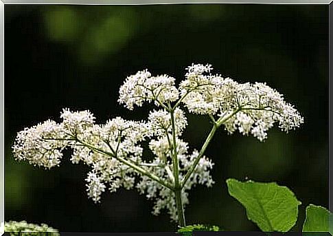 Shock flowers to relieve the symptoms of trigeminal neuralgia