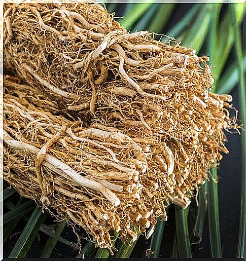 Bouquet of vetiver roots