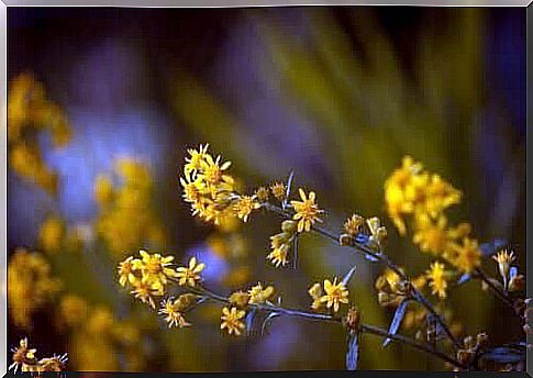 Arnica flowers in the wild