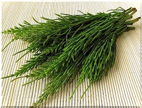 Benefits of horsetail consumption due to nutrient content