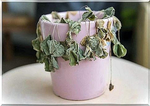 Dried potted plant