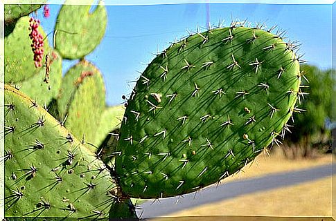 The healing properties of nopal