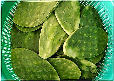 Green nopal leaves