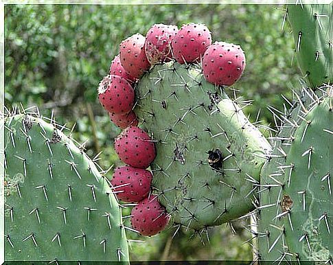 The healing properties of the fruit nopal