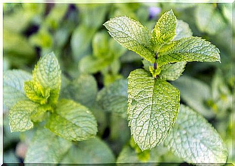 decongestant mint